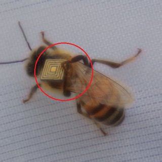 how many bees rfid tags 2016|Low.